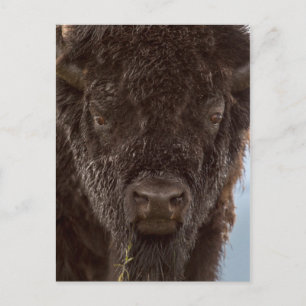Carte Postale Portrait d'un bison mâle sous la pluie