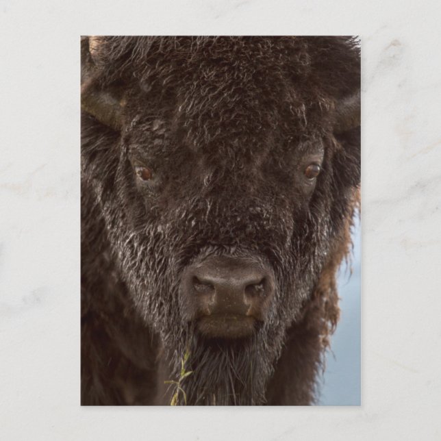 Carte Postale Portrait d'un bison mâle sous la pluie (Devant)