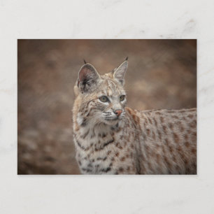 Carte Postale Portrait d'un Bobcat