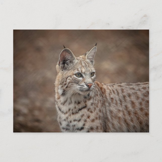 Carte Postale Portrait d'un Bobcat (Devant)