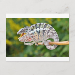 Carte Postale portrait d'un caméléon de panthère mâle