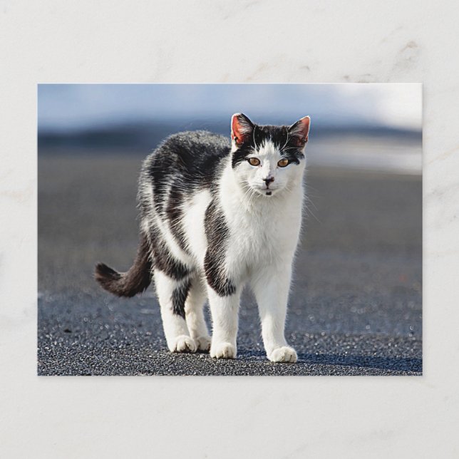 Carte Postale Portrait d'un chat (Devant)
