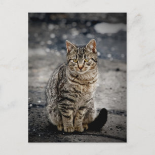 Carte Postale Portrait d'un chat