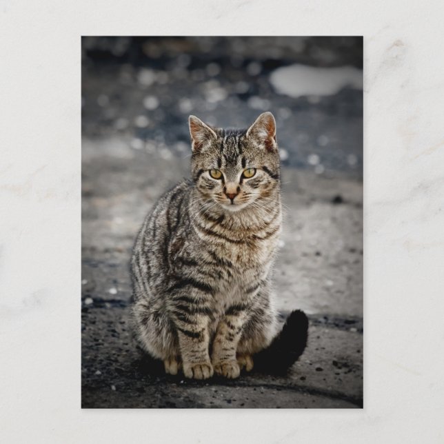 Carte Postale Portrait d'un chat (Devant)