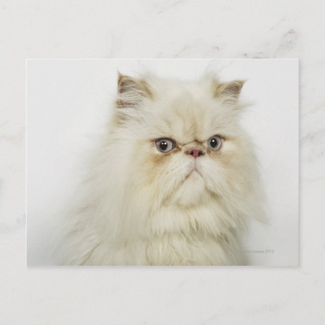Carte Postale Portrait d'un chat perse (Devant)