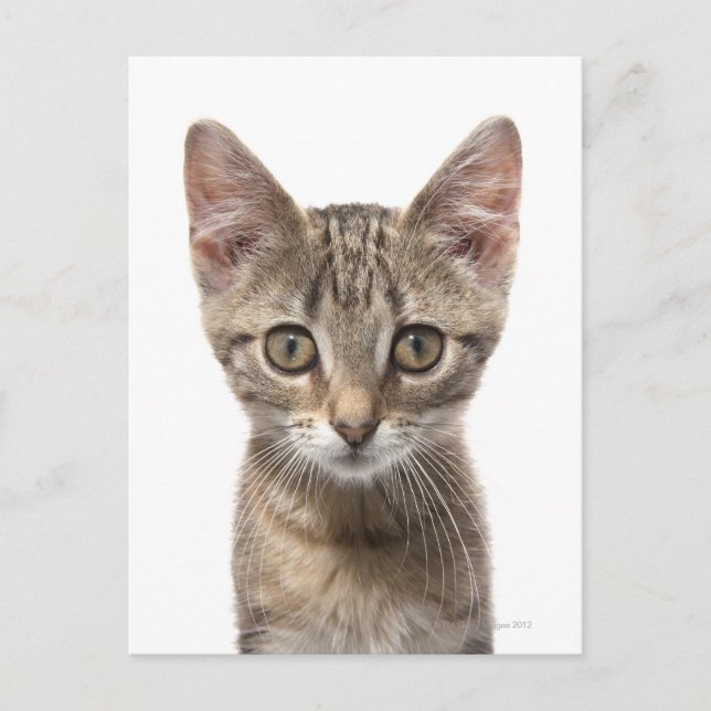 Carte Postale Portrait d'un chaton (Devant)