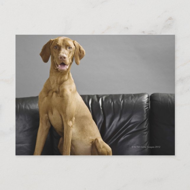 Carte Postale Portrait d'un chien (Devant)