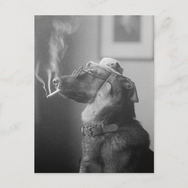 Carte Postale Portrait d'un chien, 1923 (Devant)