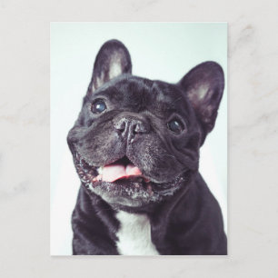 Carte Postale Portrait d'un chien de taureau français heureux