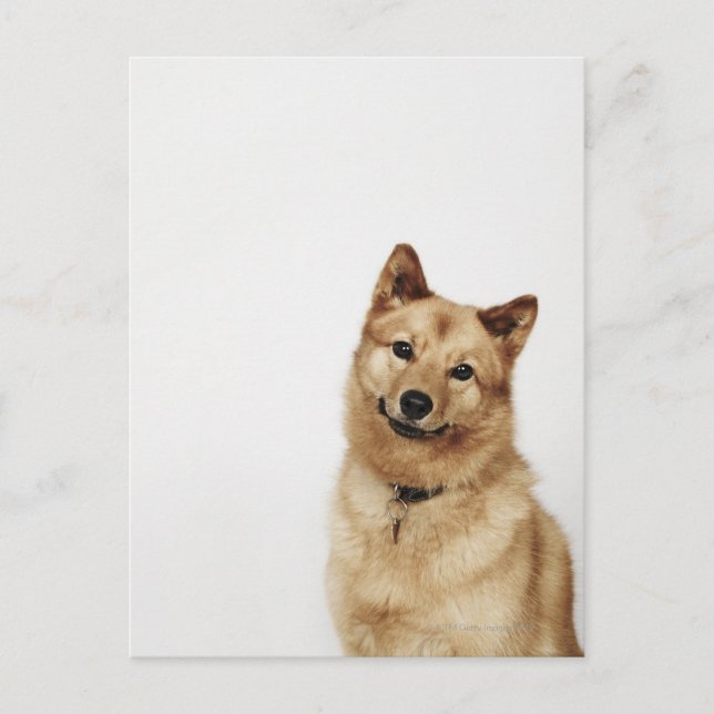 Carte Postale Portrait d'un chien finlandais Spitz souriant (Devant)