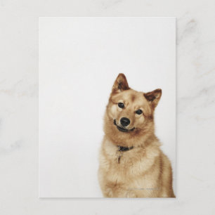 Carte Postale Portrait d'un chien finlandais Spitz souriant