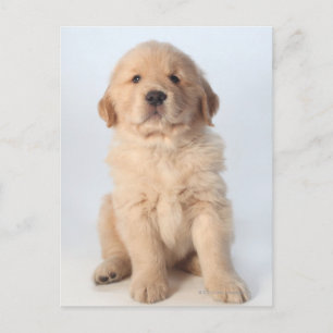 Carte Postale Portrait d'un chiot récupérateur d'or de six semai