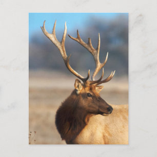 Carte Postale Portrait d'un élan magnifique