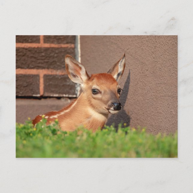 Carte Postale Portrait d'un faon (cerf de Virginie) (Devant)
