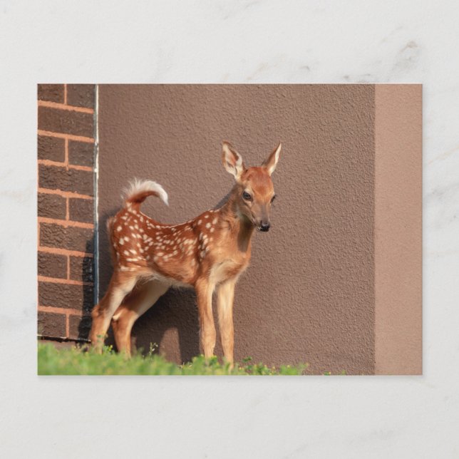 Carte Postale Portrait d'un faon (cerf de Virginie) (Devant)