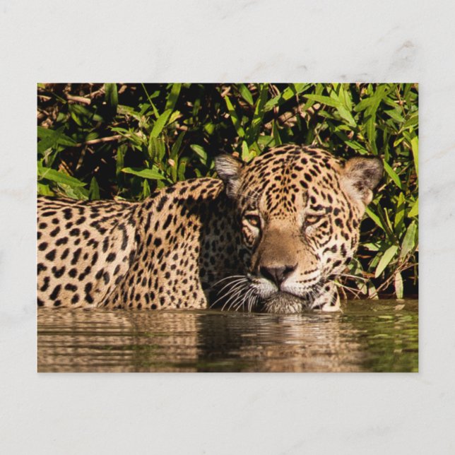 Carte Postale Portrait d'un jaguar nageant (Devant)