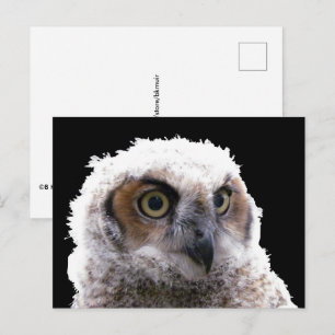 Carte postale - Portrait d'un jeune hibou