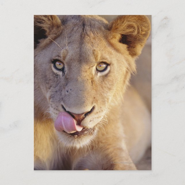 Carte Postale Portrait d'un jeune lion mâle menté (Devant)
