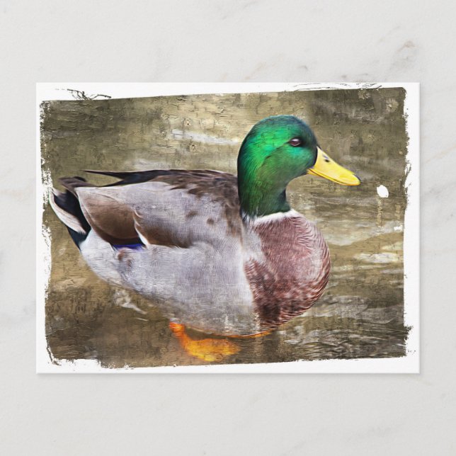 Carte Postale Portrait d'un mâle (Devant)