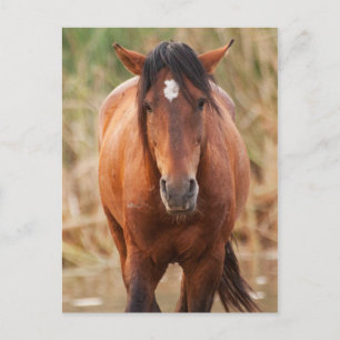 Carte Postale Portrait d'un Mustang sauvage