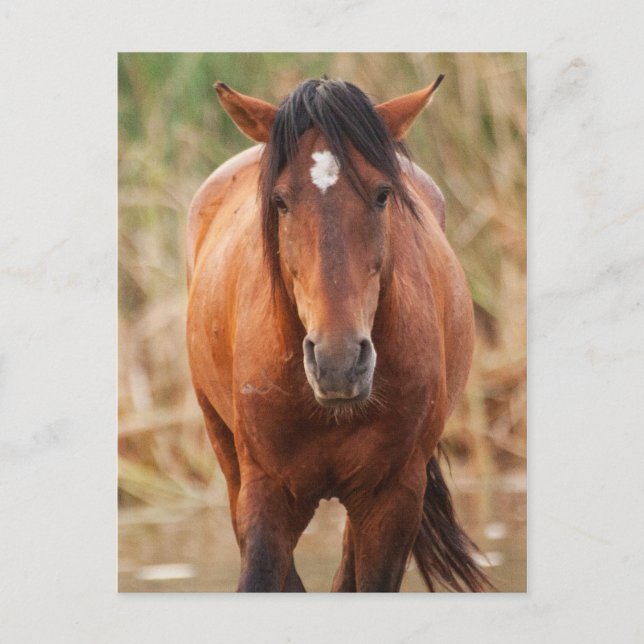 Carte Postale Portrait d'un Mustang sauvage (Devant)