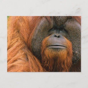 Carte Postale Portrait d'un orang-outan mâle, Géorgie, États-Uni