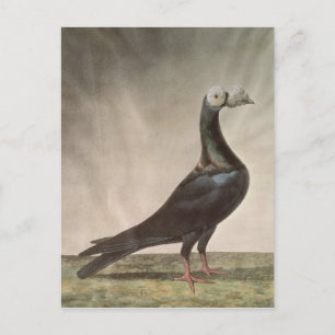 Carte Postale Portrait d'un pigeon porteur