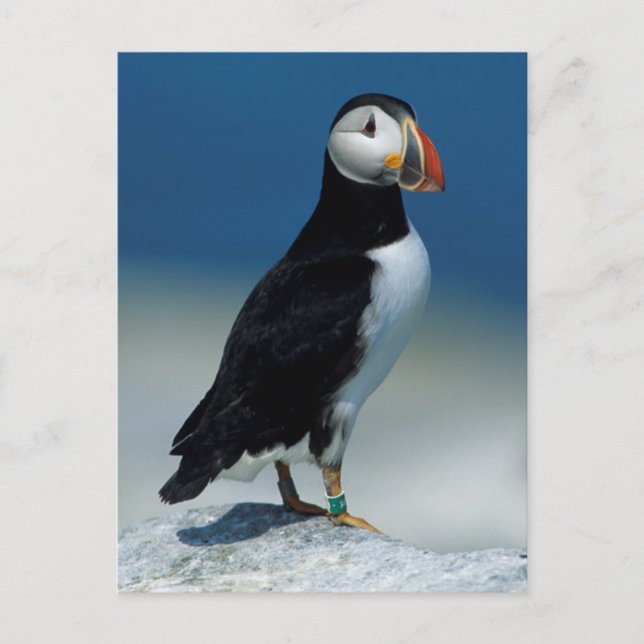 Carte Postale Portrait d'un Puffin de l'Atlantique (Devant)