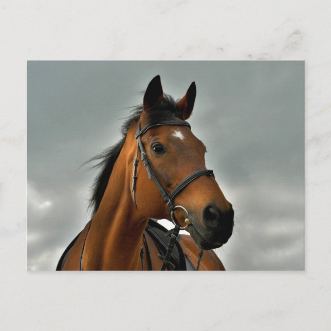 Carte Postale Portrait d'un pur-sang (Devant)