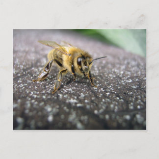 Carte Postale Portrait d'une abeille de miel