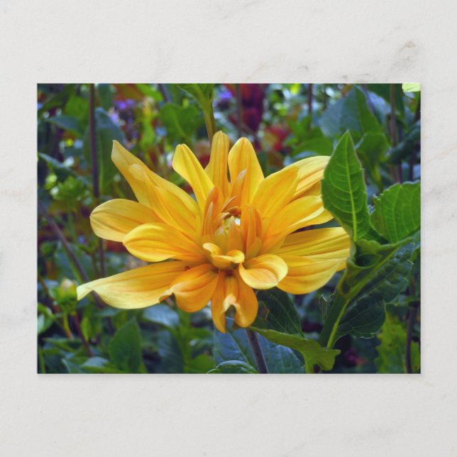Carte Postale Portrait d'une Dahlia (Devant)