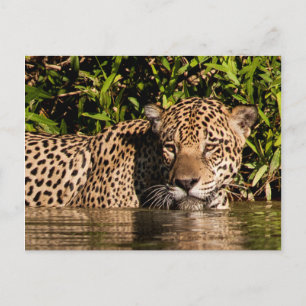 Carte Postale Portrait d'une natation Jaguar