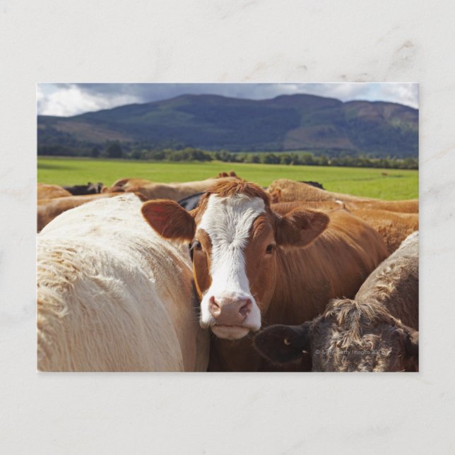 Carte Postale Portrait d'une paire de vaches dans le champ dans (Devant)