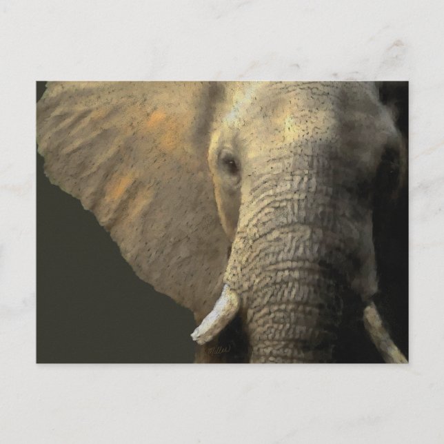 Carte Postale Portrait éléphant (Devant)