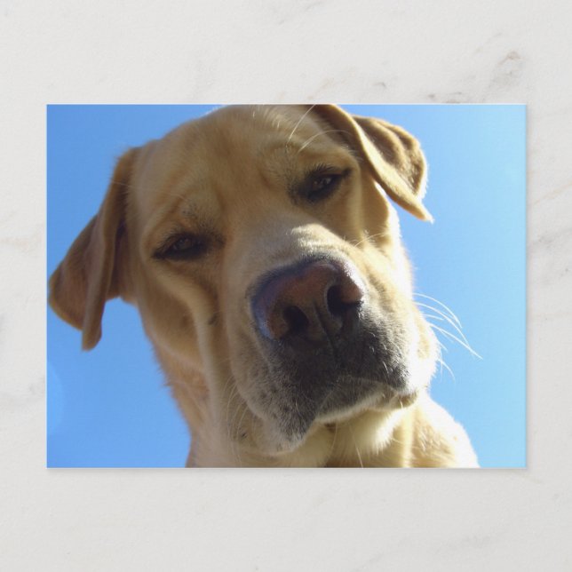 Carte Postale Portrait Goofy Labrador (Devant)