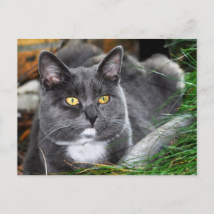 Carte Postale Portrait gris chat