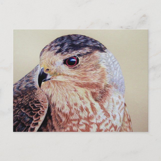 Carte Postale Portrait Hawk Coopers (Devant)