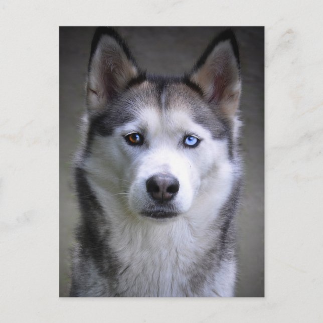 Carte Postale Portrait Husky (Devant)