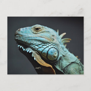 Carte Postale Portrait Iguana Sérieux