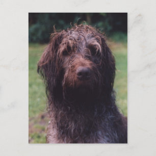 Carte Postale Portrait Korthals Griffon Sarah