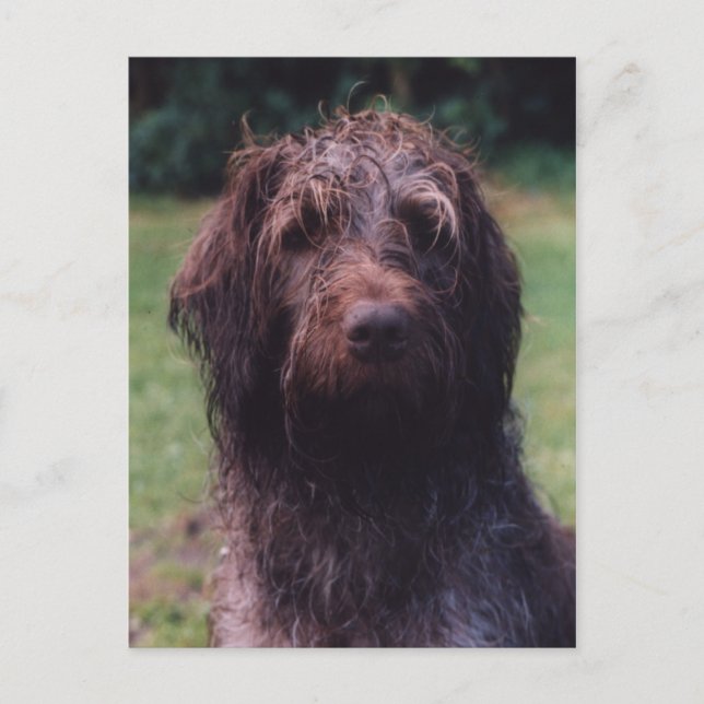 Carte Postale Portrait Korthals Griffon Sarah (Devant)