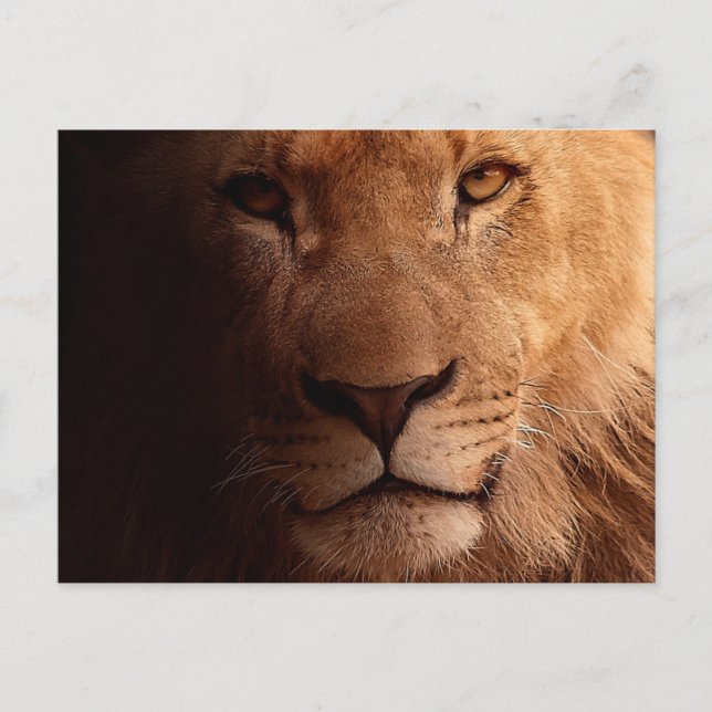 Carte Postale Portrait Lion (Devant)