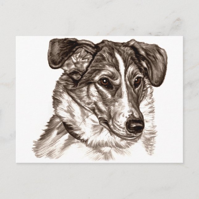Carte Postale Portrait lisse Collie (Devant)