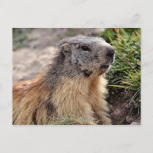 Carte Postale Portrait Marmot alpin