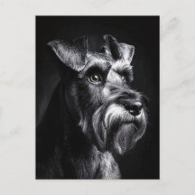 Portrait monochrome de Schnauzer