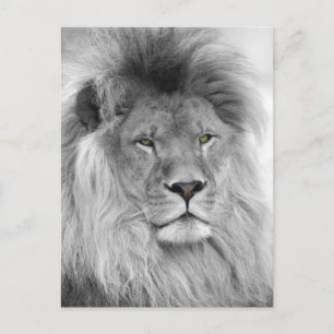 Carte Postale Portrait noir et blanc du lion