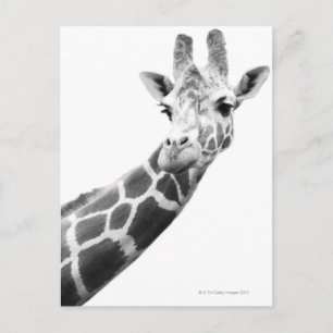 Carte Postale Portrait noir et blanc d'une girafe
