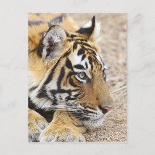 Carte Postale Portrait of Royal Bengal Tiger, Ranthambhor 3