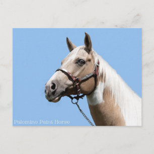 Carte Postale Portrait Palomino Paint Horse