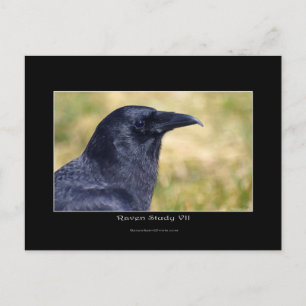 Carte Postale Portrait photo Wild Raven